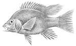 Miniatura per Ptychochromis grandidieri