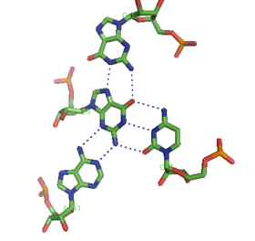 Arriba: Cuádruplex visto en estrutura cristalina do aptámero de ARN Malaquita Verde. O G29 está implicado no suco maior, suco menor e enlaces de hidróxeno de Watson e Crick con outras tres bases.[13]