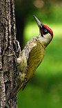 oiseau aux ailes vertes fermées accroché le long d'un tronc d'arbre, prêt à taper avec son bec.