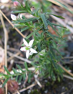 Το είδος Rhytidosporum procumbens