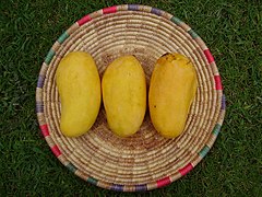 Ripe Sindhri mangoes from Sindh, Pakistan