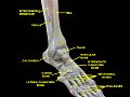 Rodilla, articulaciones tibiofibular y del tobillo. Disección profunda. Vista anterolateral.