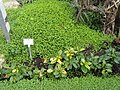 Soleirolia soleirolii - Botanischer Garten Freiburg - DSC06343.jpg