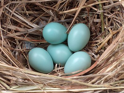 Nest met vijf eieren