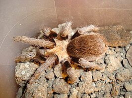 Aphonopelma hentzi