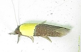 Opogona dimidiatella