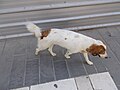 Hund in Tirana, helles Fell