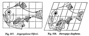 In his 1917 book On Growth and Form, D'Arcy Thompson illustrates the geometric transformation of one fish's body form into another with a 20deg shear mapping. He does not discuss the evolutionary causes of such a structural change, and has accordingly been suspected of vitalism. Transformation of Argyropelecus olfersi into Sternoptyx diaphana.jpg