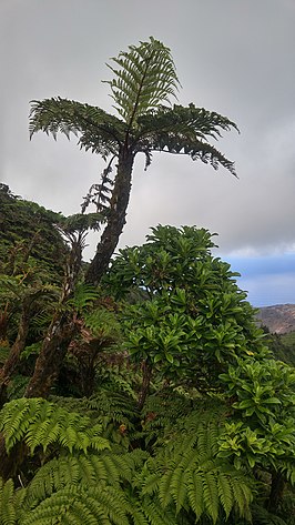 Dicksonia arborescens