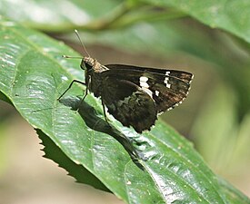 Ventral view