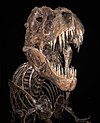 Tyrannosaurus rex skeleton at the Smithsonian museum of Natural History