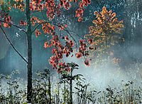 Maple tree with red leaves in the morning mist. Western Estonia