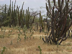 Típica vegetación de cactus