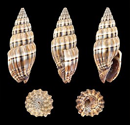 Vexillum semifasciatum