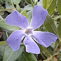 Vinca major