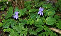 Hain-Veilchen (Viola riviniana)