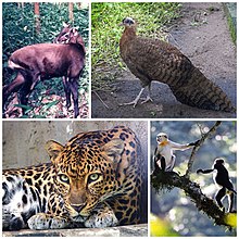 Photographs of Native species in Vietnam the crested argus; the red-shanked douc, a monkey; the Indochinese leopard and the saola, a bovine.