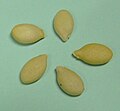 Seeds