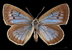 Phengaris t. teleius ♀ MHNT