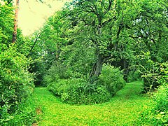 View from the dendropark