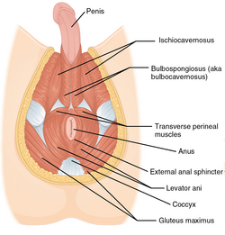 1116 Muscle of the Male Perineum.png