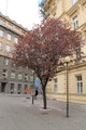 Růžově kvetoucí červenolistá slivoň Prunus cerasifera 'Nigra'(Brno, Česká)