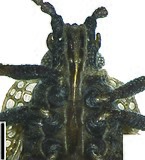 Close-up of the mouth parts of Acalypta marginata