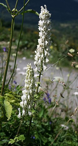 Aconitum orientale 1. jpg