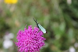 Alpen-Distel