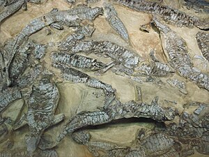 Συνάθροιση απολιθωμένων A. ferratus