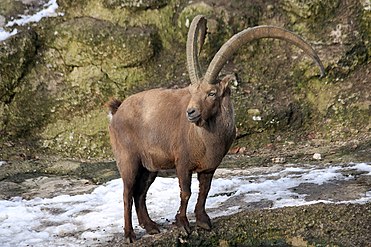 Chèvre sauvage (C. ibex)