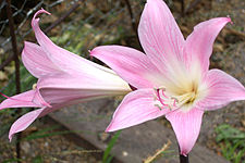 Belladonnamaryllis (A. galnebær)