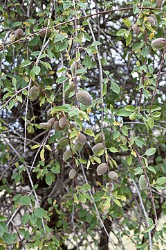 Description de l'image Amygdalus bucharica (Rosaceae) (32834831090).jpg.