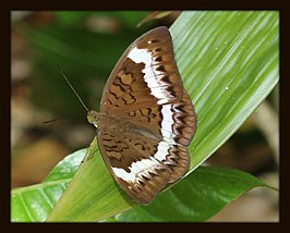 Tanaecia cibaritis