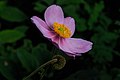 Herfstanemoon, Anemone 'Eugenie'