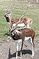 l'antílop (o antílope, a impala)