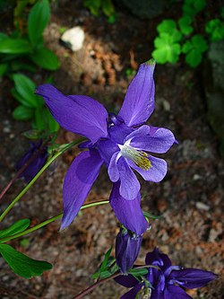 Aquilegia alpina