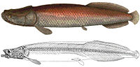 Miniatura para Arapaima