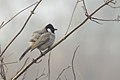 White-eared Bulbul