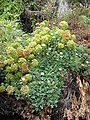 Argyranthemum frutescens & Crithmum maritimum