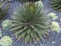 Agave filifera