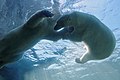 Schwimmende Eisbären