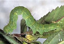 Bagisara repanda (larvae)