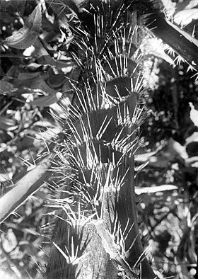 Plectocomia elongata