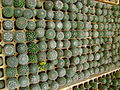 Cactus en el Jardín Botánico