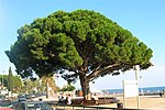 Platja del Prat d'en Flores (Cambrils)