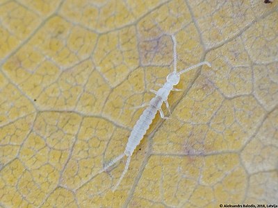 Two-pronged bristletails