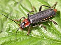 Paprastasis minkštavabalis (Cantharis fusca)