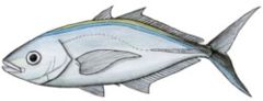 Description de l'image Carangoides_ruber.jpg.