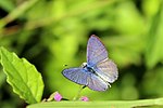 Miniatura para Leptotes cassius